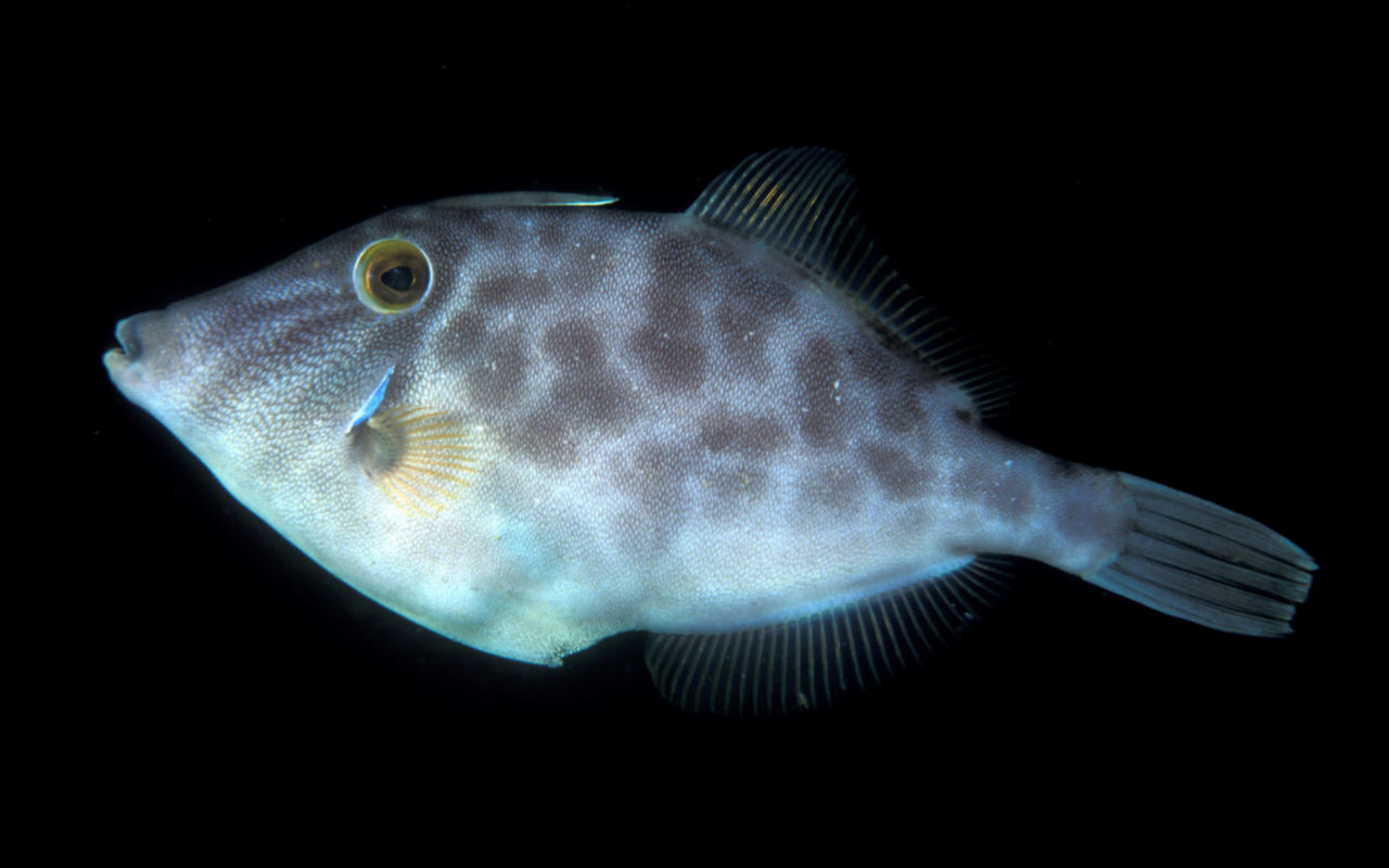 Meuschenia scaber